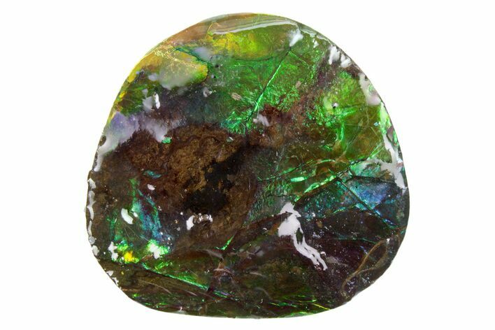 Iridescent Ammolite (Fossil Ammonite Shell) - Alberta #357449